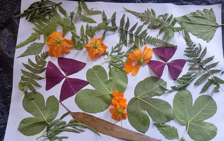batik-ecoprint-adalah-batik-dari-daun-pewarna-alami